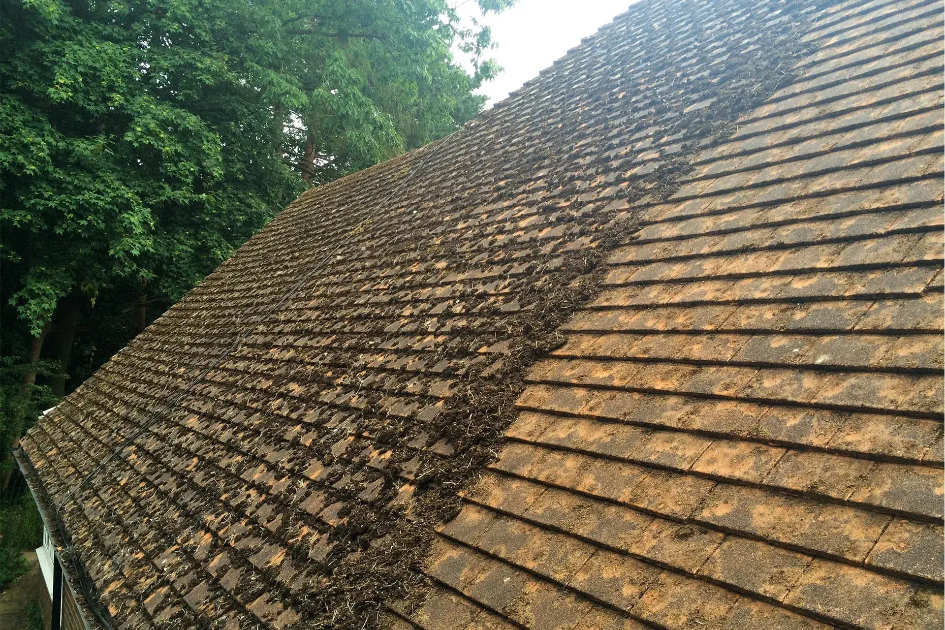 Roof tiles being professionally cleaned
